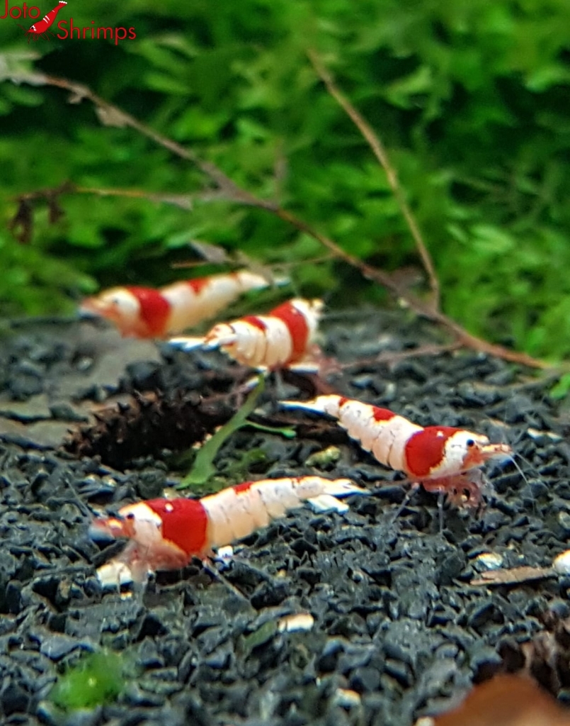 Red Bee 10er Mix Paket